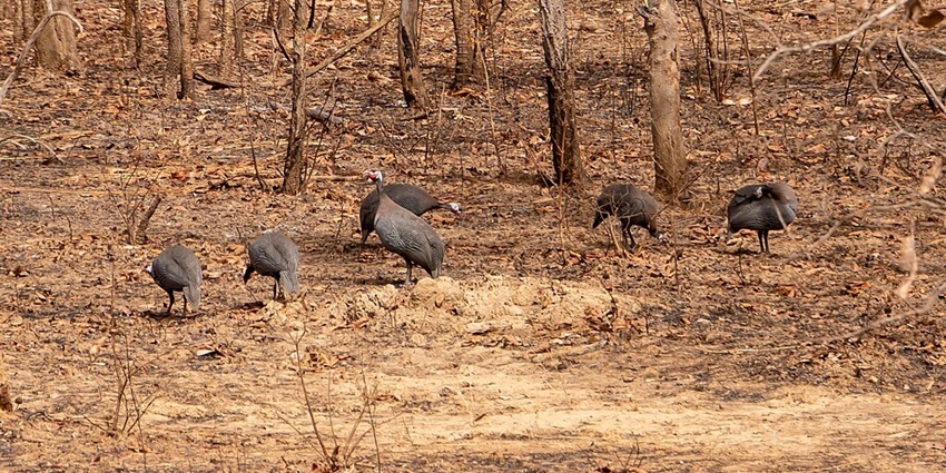 A group of playful birds, relaxing at Mole National Park.