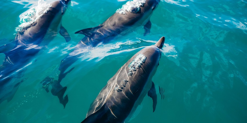 Interactive dolphin show providing family-friendly entertainment and education.