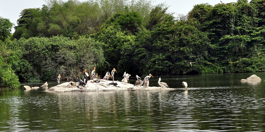 Dr. Salim Ali Bird Sanctuary is one of the places to visit after mangroves kayaking.