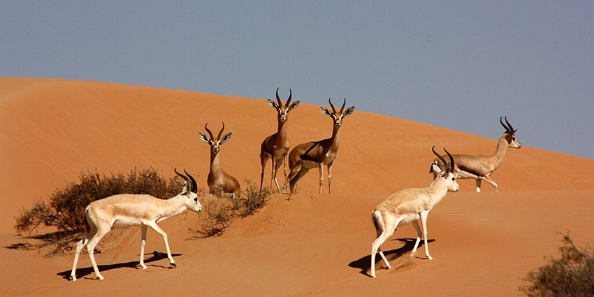 A group of beautiful San Gazelles in Dubai Desert Conservation Reserve, as suggested by this Dubai travel guide.