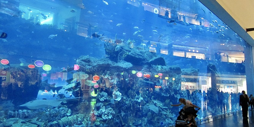 A sting ray sails through a group of small fishes in the mega Dubai Aquarium, as suggested by this Dubai travel guide.