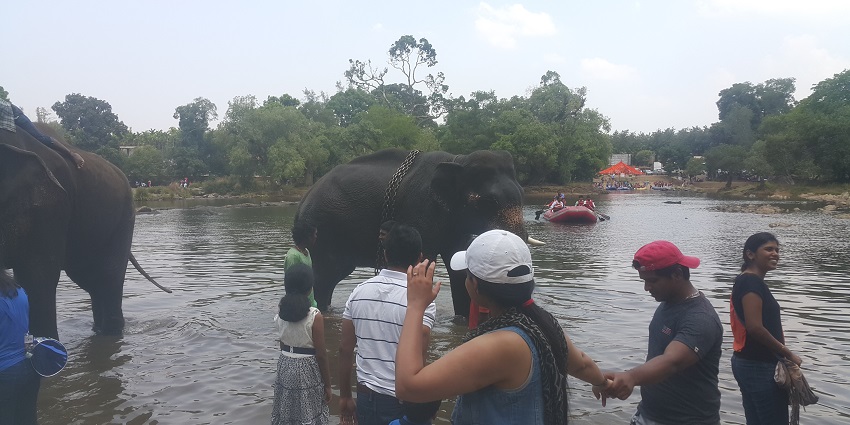 Tourists enjoy near an elephant in Dubare Elephant Camp near Coorg, Karnataka.