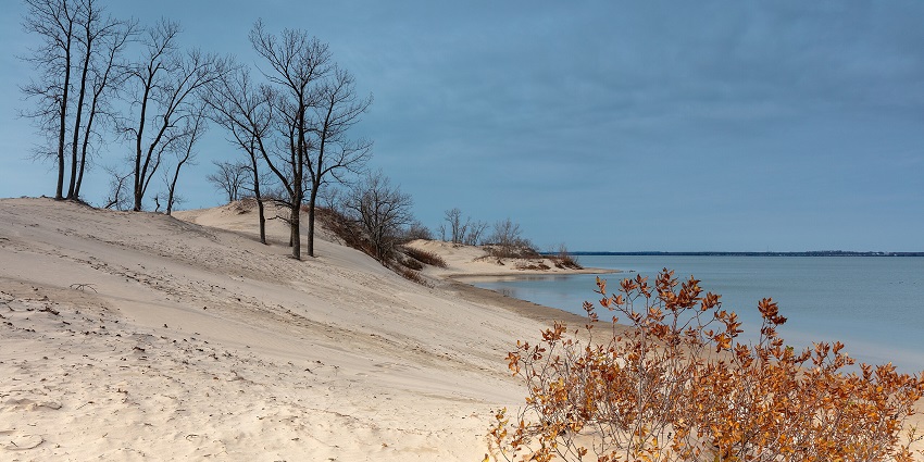 Dune with deciduous trees at Sandbanks Provincial Park - one of the beaches in Canada.