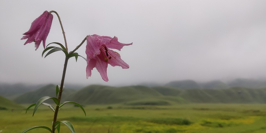 The Dzukou Valley tour guide highlights blooming flowers and the natural magnificence of the valley