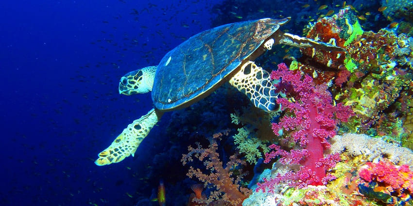 Hawksbill turtle near the reef wall in the Elphinstone reef, surrounded by coral reefs
Viewers of this file can see comments and suggestions