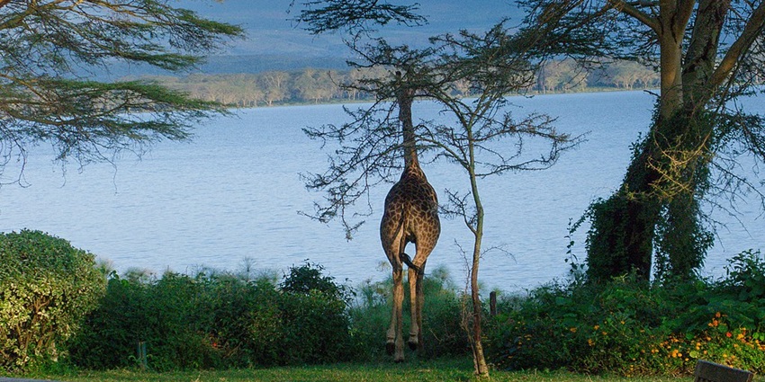 A giraffe facing the Naivasha Lake with trees beside it and the lake surrounded by greenery.