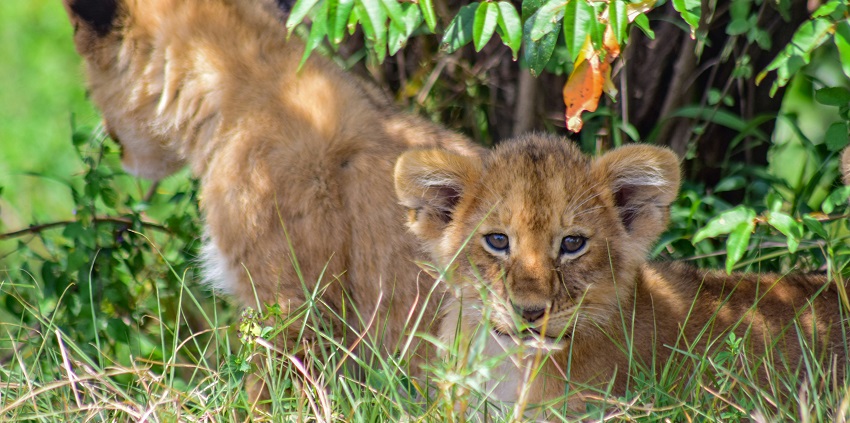 A herd of Lion is walking through a grass field with a backdrop of beautiful mountains.