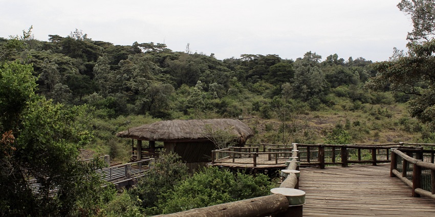 Wooden pavement surrounded by greenery for a safari walk in the Nairobi National Park.