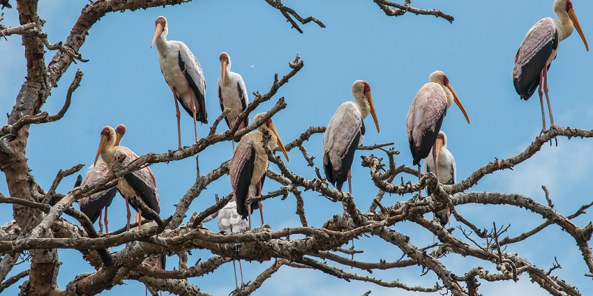 Several Yellow-billed storks sitting on a dry branch of a tree in Tarangire National Park.