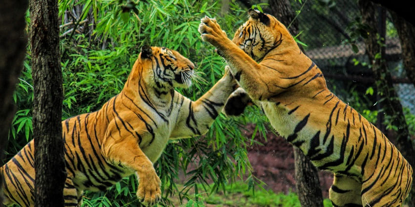 Royal Bengal Tigers playing at Zoological Park in Bangladesh