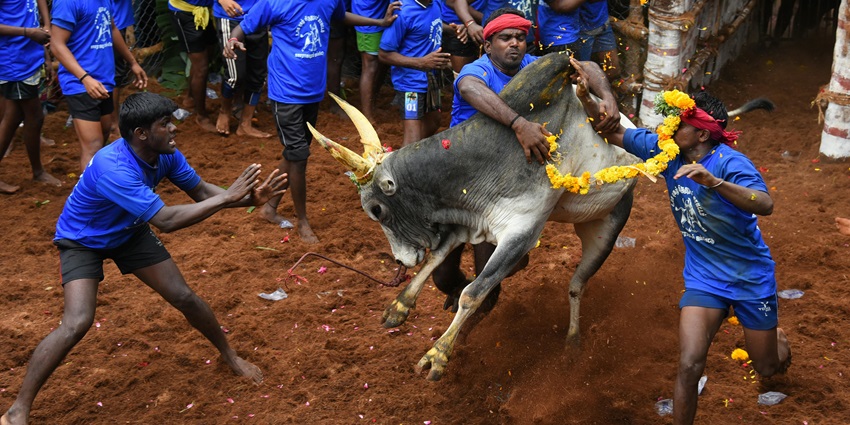 An image of a thrilling scene from the Jallikattu bull-taming event, held during Pongal.