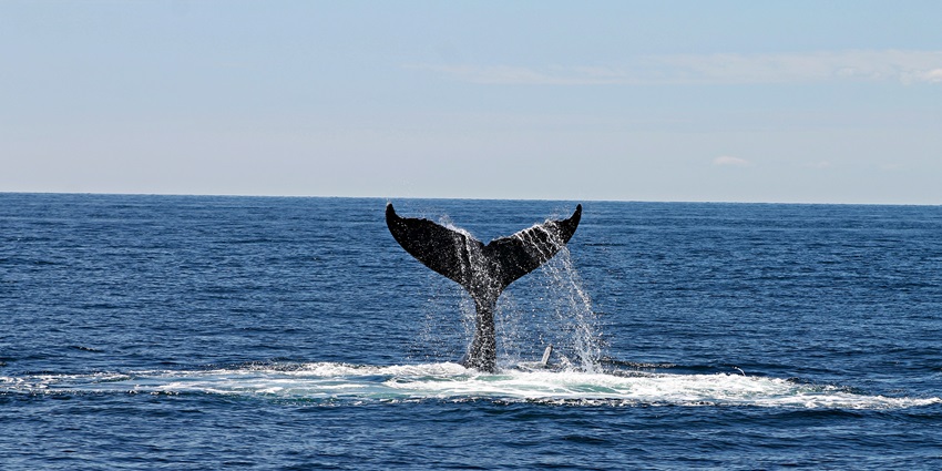-A picture of a sea with beautiful blue waters, with a whale’s tail visible over the surface