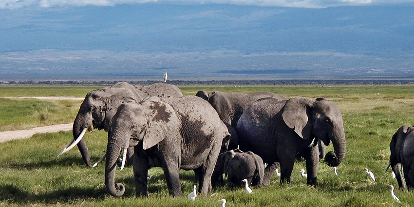 Herd of dirty elephants in the Amboseli National Park and view of Mount Kilimanjaro.