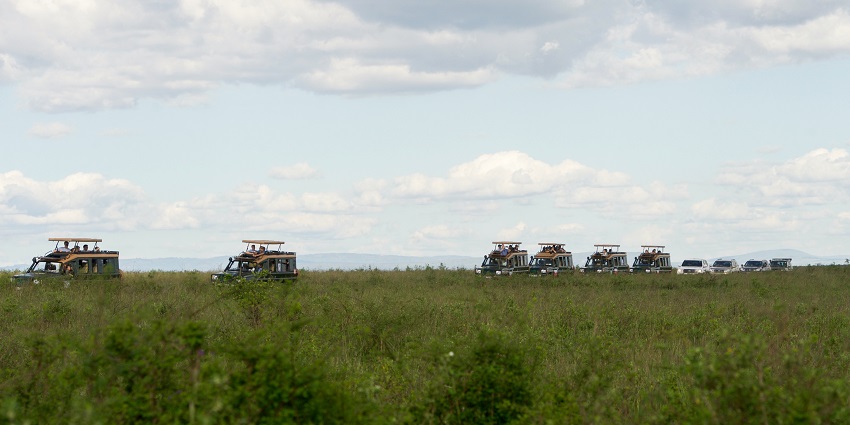 A safari group with people riding on several vehicles and cars behind amid greenery.