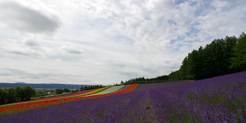 Lavender Fields in Furano offer vibrant blooms and stunning views, a must-see among things to do in Japan in August