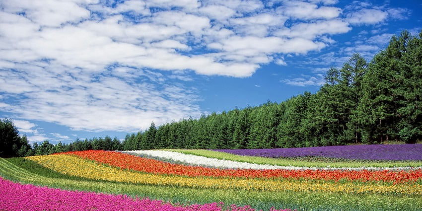 Colourful Sirao Garden, Cebu's vibrant flower garden with scenic views