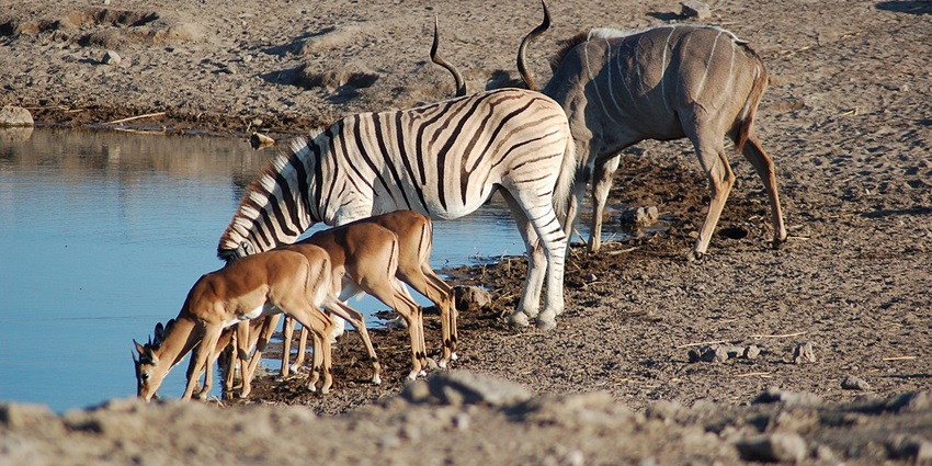 Deer, zebra and wildebeest drinking water from a pond at Etosha National Park
