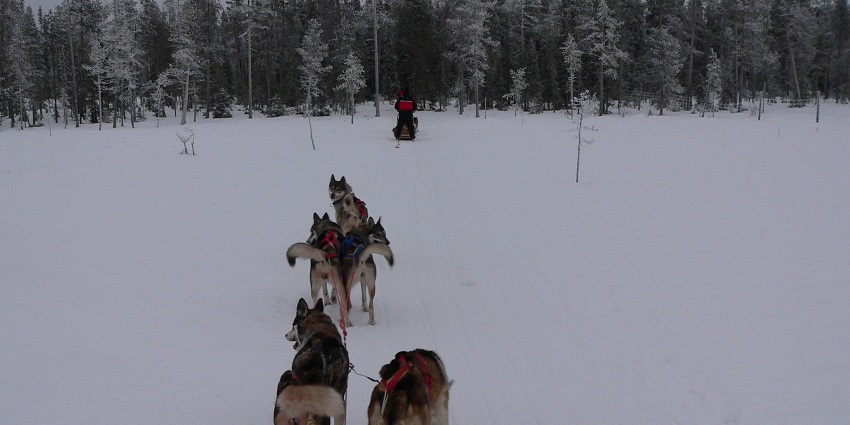 Several huskies attached to the Husky Safari and a man riding ahead, surrounded by snow