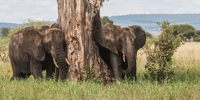 Two baby elephants standing under a rotten tree branch in Tarangire National Park.