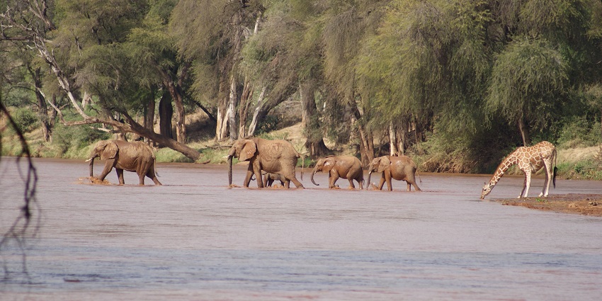 Herd of elephants crossing the Ewaso ng’iro River and a giraffe drinking water from it.
