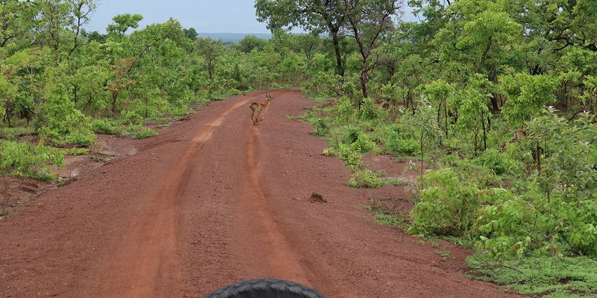A shot taken from a safari vehicle shows an antelope crossing the trail in Mole National Park.