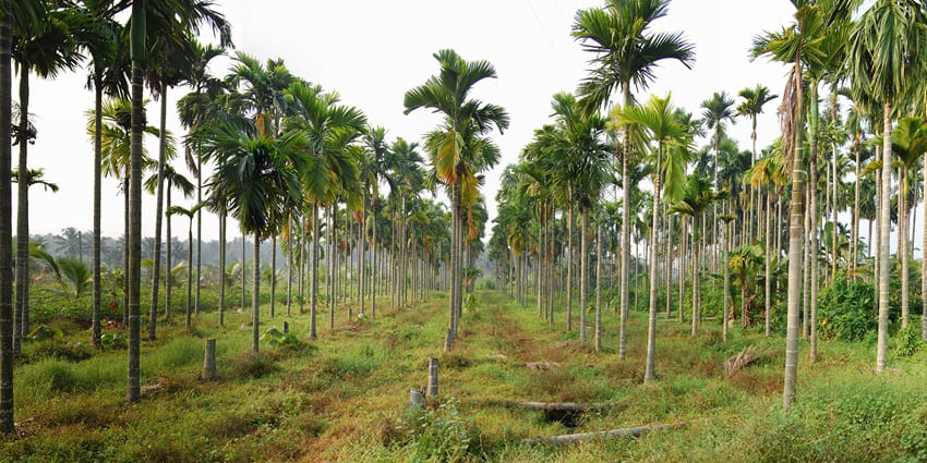 A picture of a farm in Yelagiri with tall trees and a blanket of greenery all around