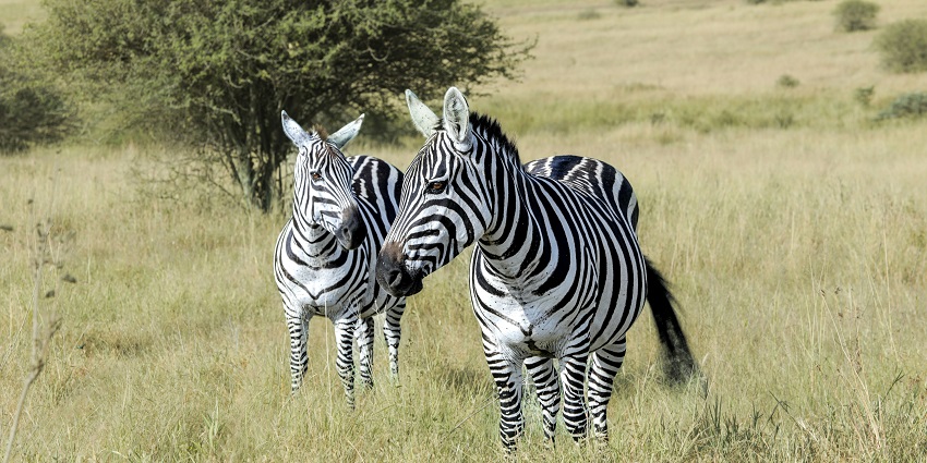 one of the best things to do in Kenya is strolling through the lush Nairobi National Park.