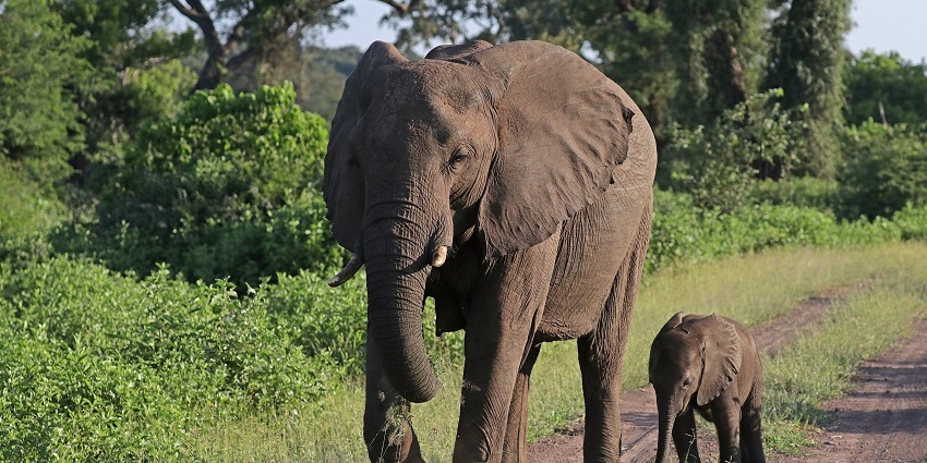 A representative image of an elephant with a six-week-old baby at Karhandla Jungle Safari.