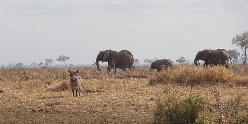 Elephants walking in a line with dried brown grass and trees in Mikumi National Park.