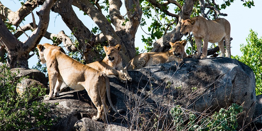 Pride of lions climbing and sitting on a rock under trees in Seronera Valley in Serengeti.