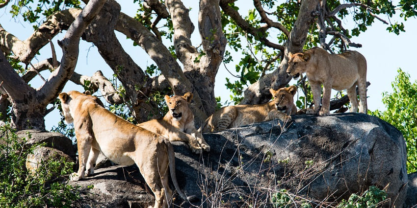 Pride of lions climbing and sitting on a rock under trees in Seronera Valley in Serengeti.