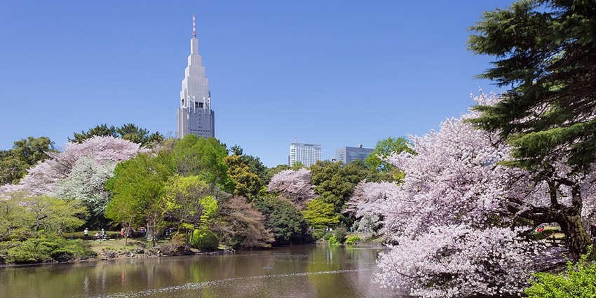 Vibrant autumn foliage at Shinjuku Gyoen National Garden in Tokyo, is one of the most beautiful things to see in Tokyo in November.