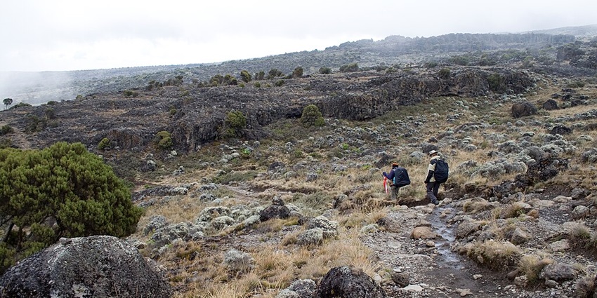 Two people trekking the green and dry, uneven rocky landscape of the Shira plateau
