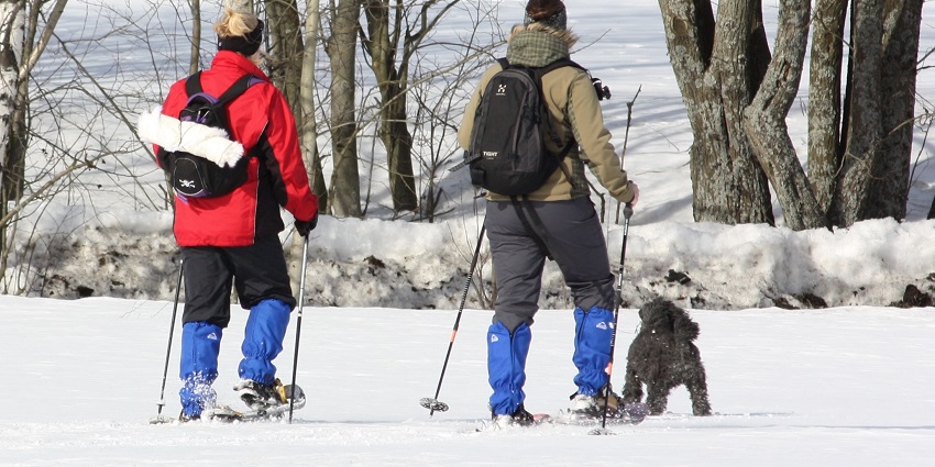Two people carrying bags snowshoeing in a Finland forest with a dog accompanying them