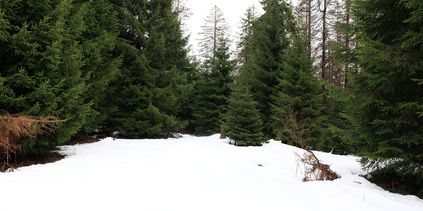 Black Forest National Park with green trees on snow-covered land , a spot for Valentine's Day in Germany.