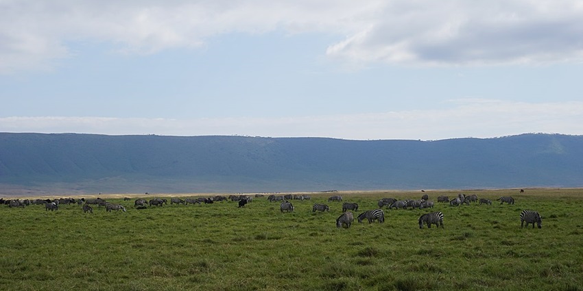 Zebra herd eating grass in the Ngorongoro crater with mountains in the background.