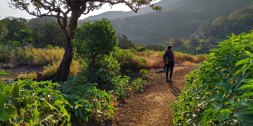 Harishchandragad trekking through lush green trails and enchanting nature.