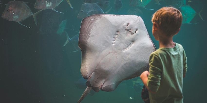 A little boy is standing in front of a big aquarium while facing a stingray and other fish.