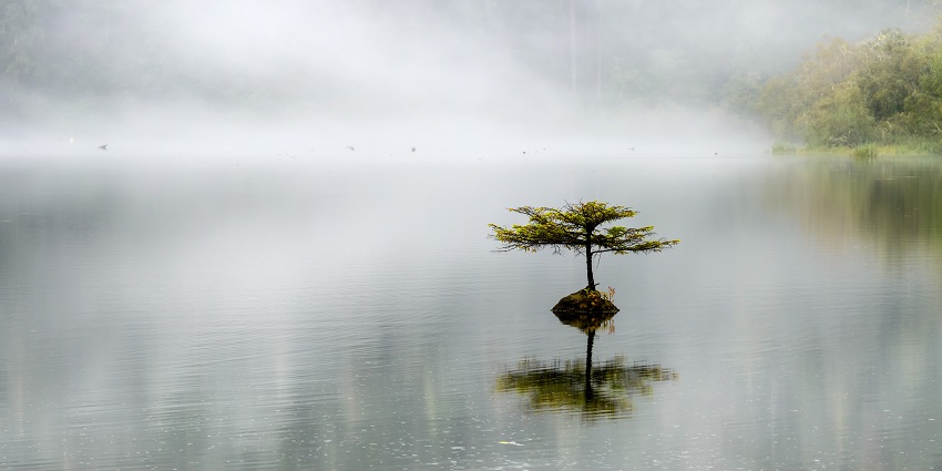The Botanical garden features a tiny tree growing on a submerged log.