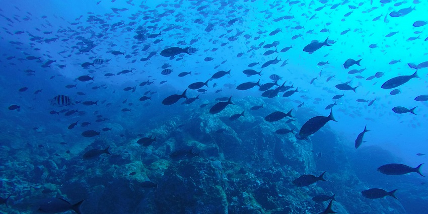 The ocean, full of tropical schooling fishes moving and rocky bottom of the ocean