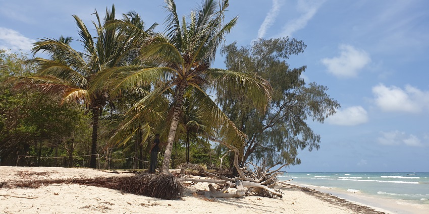 Palm trees are present at the shoreside, accompanied by white sand and clear water