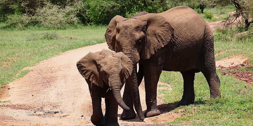 Adult elephant and a baby elephant walking on the sandy road surrounded by greenery.