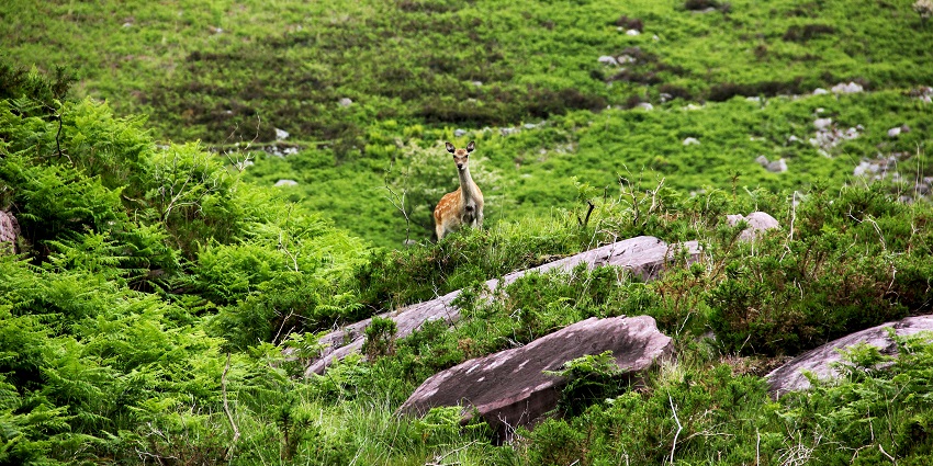 An image of the Gap of Dunloe, a scenic mountain pass with cliffs, lakes, and winding paths.