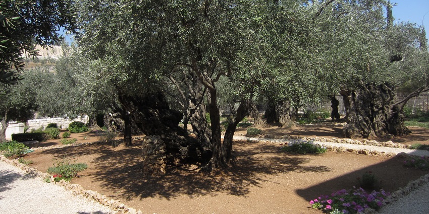 Peaceful biblical garden with olive trees and spiritual significance.