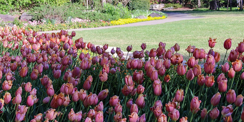 Beautiful pink tulips in full bloom at Garvan Woodland Gardens on a sunny day