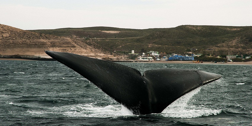 Spend some moments with Whales at Puerto Piramides.