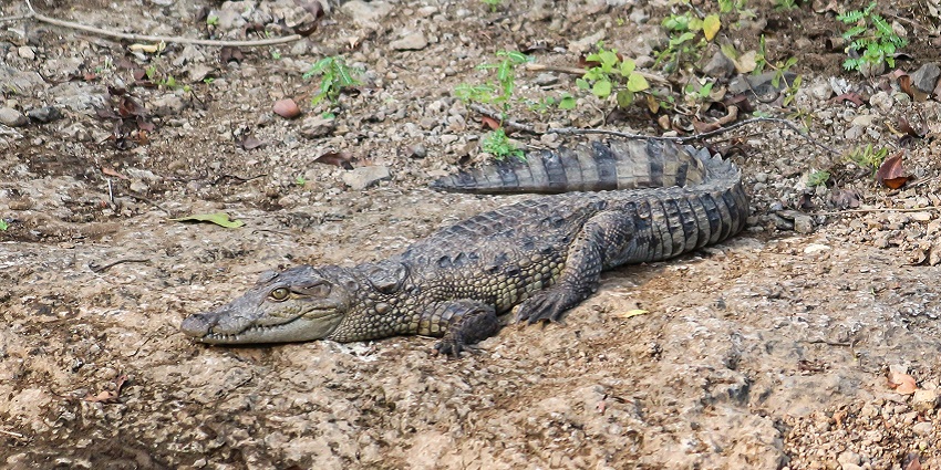 A Mugger Crocodile near a waterbody in Gir National Park in Gujarat