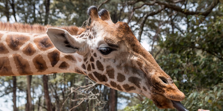 Rothschild giraffe being fed by a hand with national park trees in the background.
