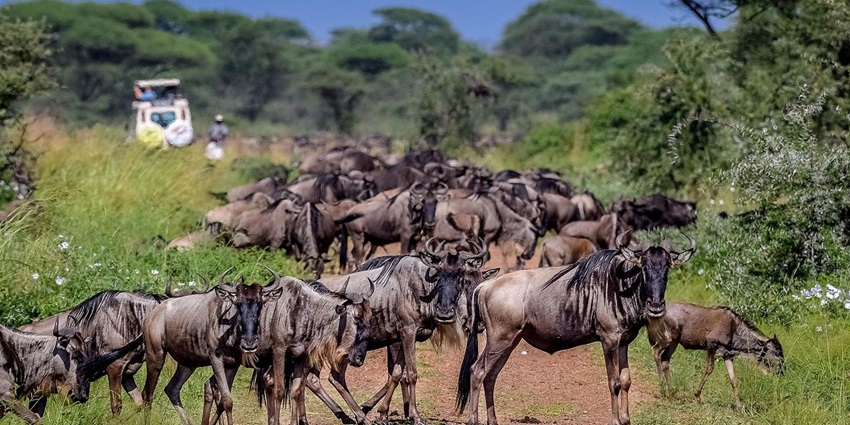 A herd of wildebeests crossing a safari trail in Serengeti National Park, Tanzania.