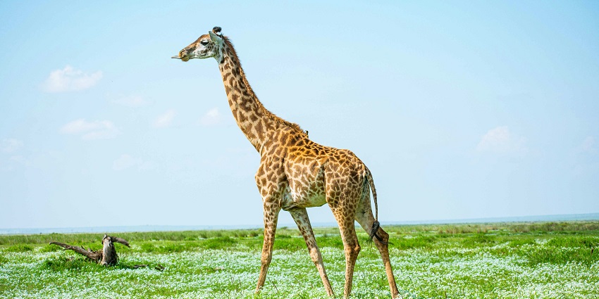 A giraffe is standing tall in a green grassland on a sunny day in Amboseli National Park.